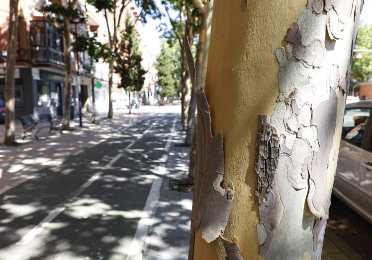 Plátano de sombra con partes de la corteza desprendida.