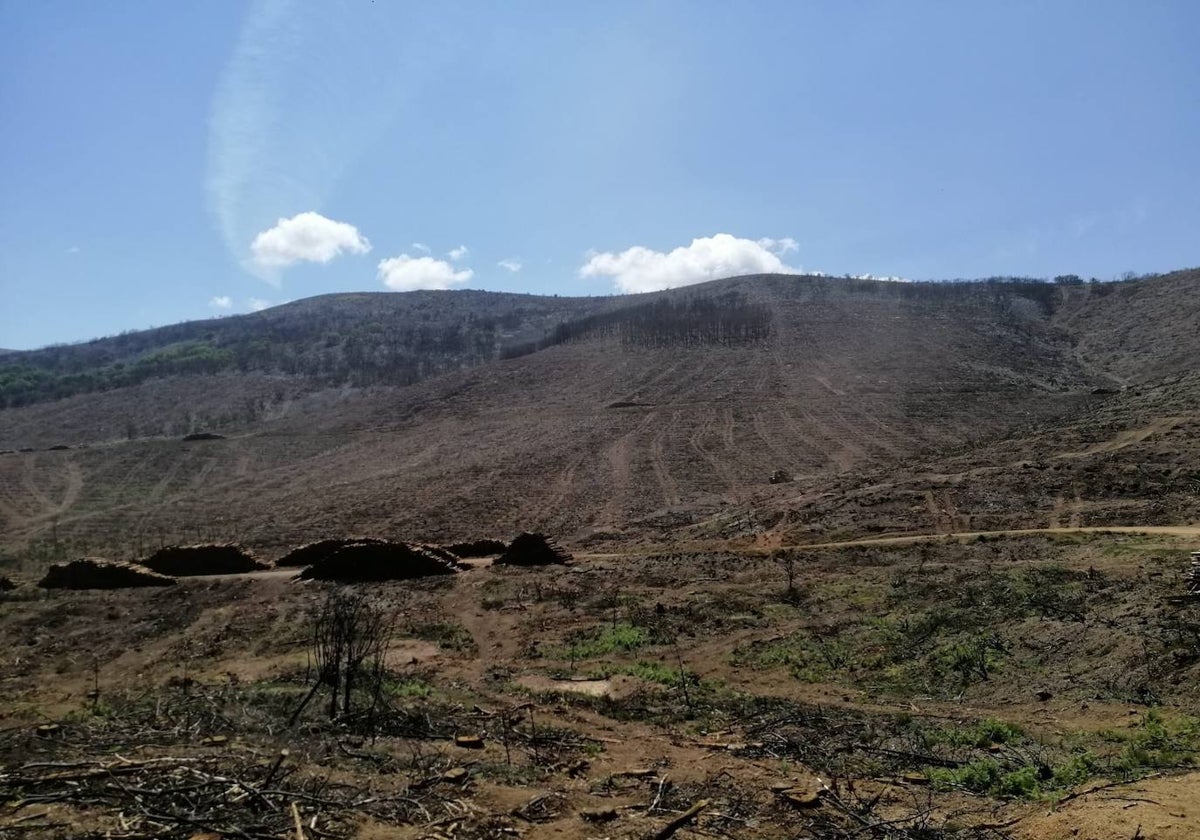 El verde empieza a colonizar un año después la zona del incendio de Monsagro