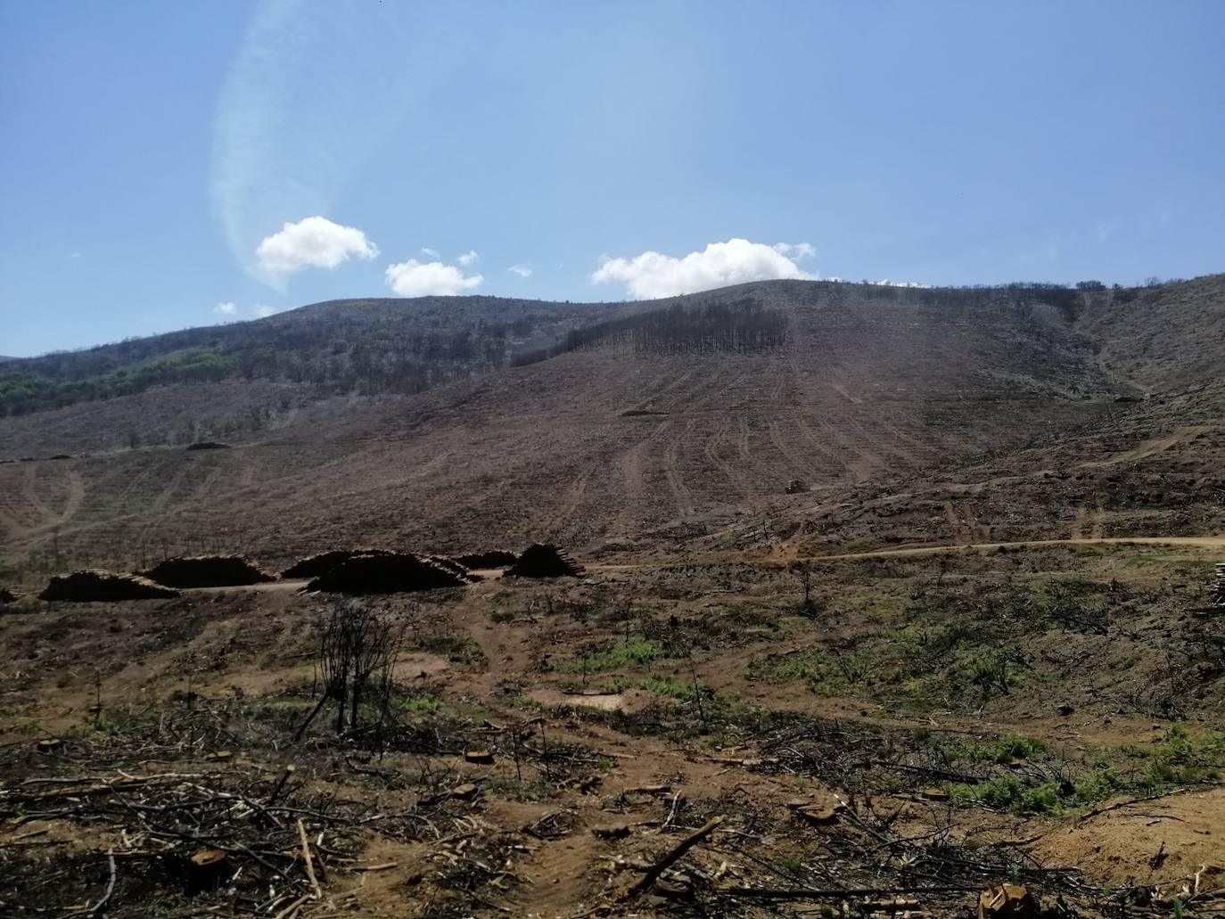 El verde empieza a colonizar un año después la zona del incendio de Monsagro