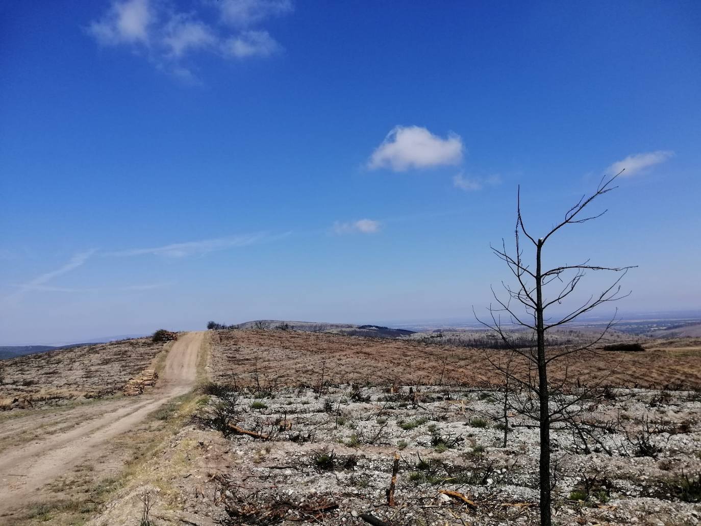 El verde empieza a colonizar un año después la zona del incendio de Monsagro