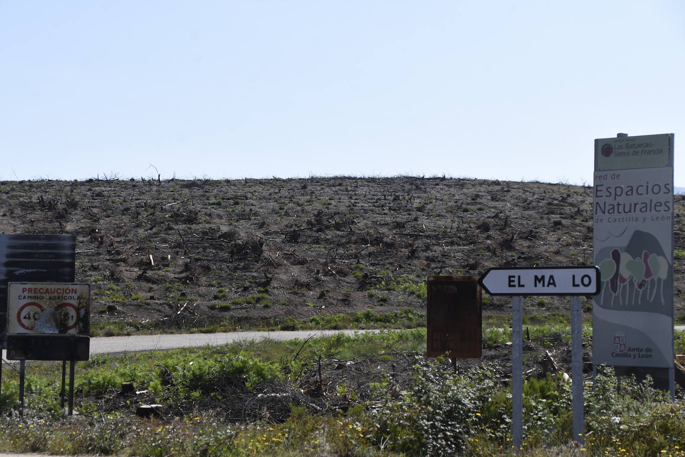 El verde empieza a colonizar un año después la zona del incendio de Monsagro