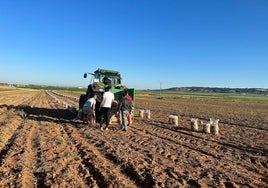 La cuadrilla recoge sacos de patatas y los carga en el tractor.