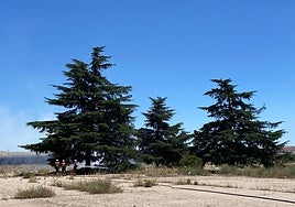 Los bomberos intentan sofocar el fuego en el antiguo Mercasalamanca.