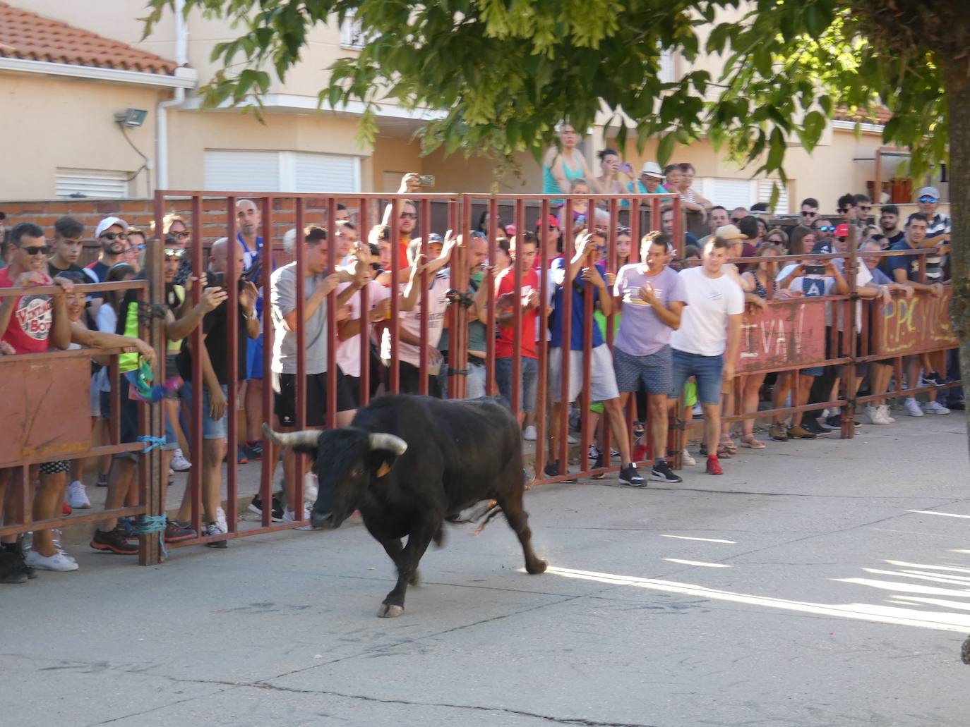 El toro del cajón centra la atención juvenil en Villoruela