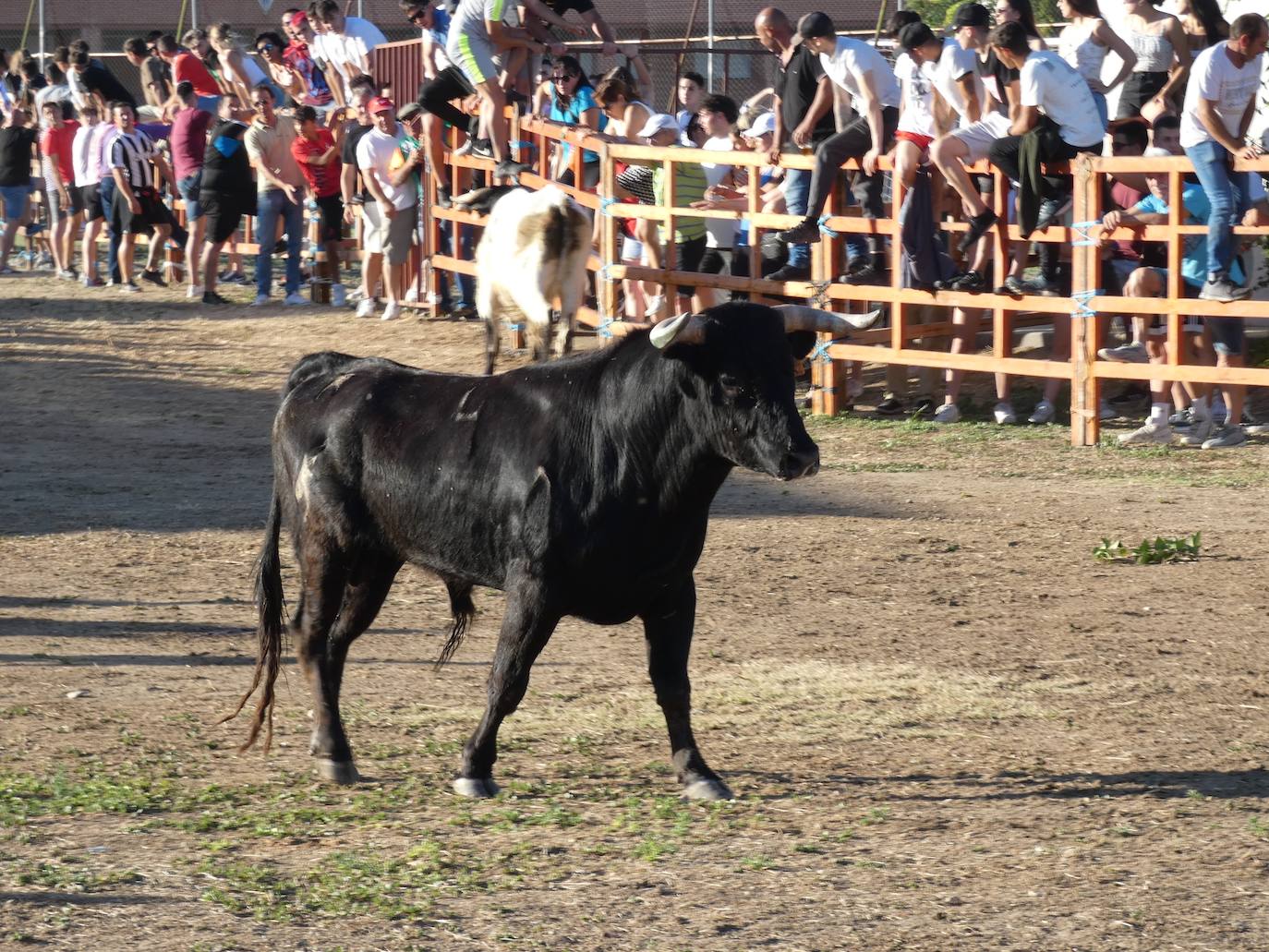 El toro del cajón centra la atención juvenil en Villoruela