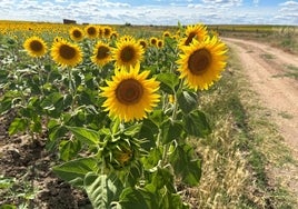 Girasoles en La Armuña.