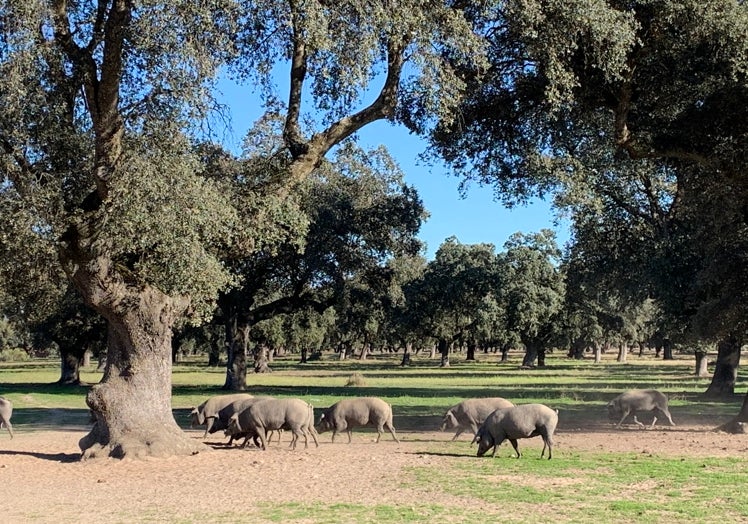 Cerdos ibéricos en la dehesa salmantina