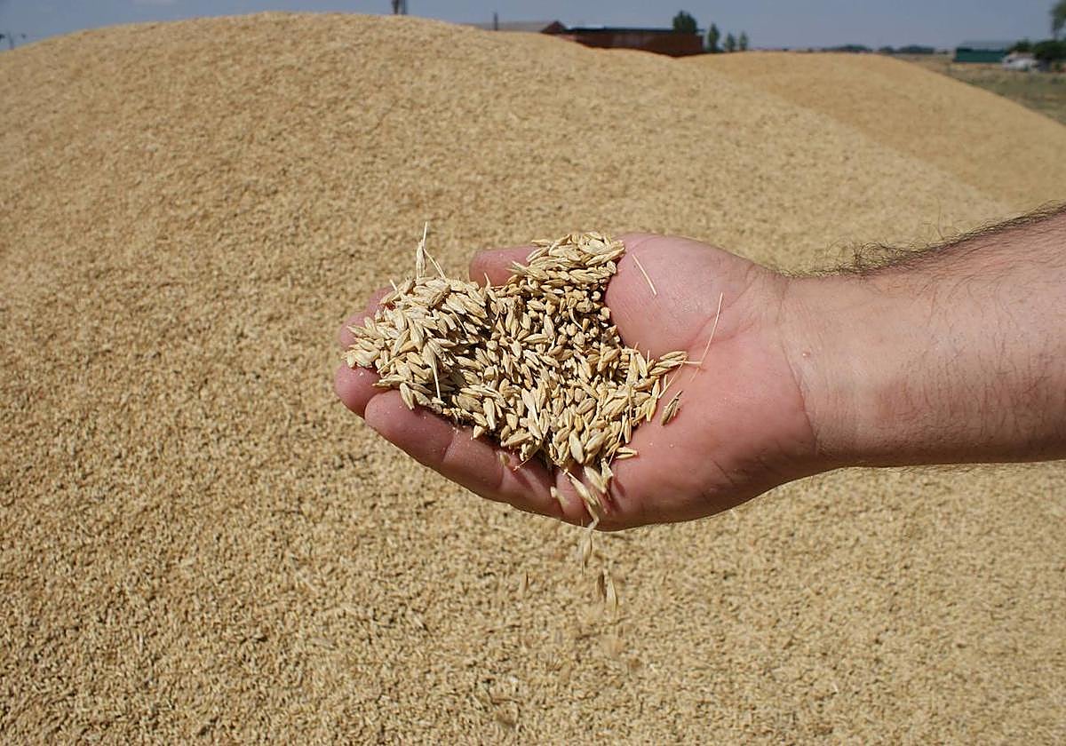Un agricultor sostiene un puñado de granos de cebada.