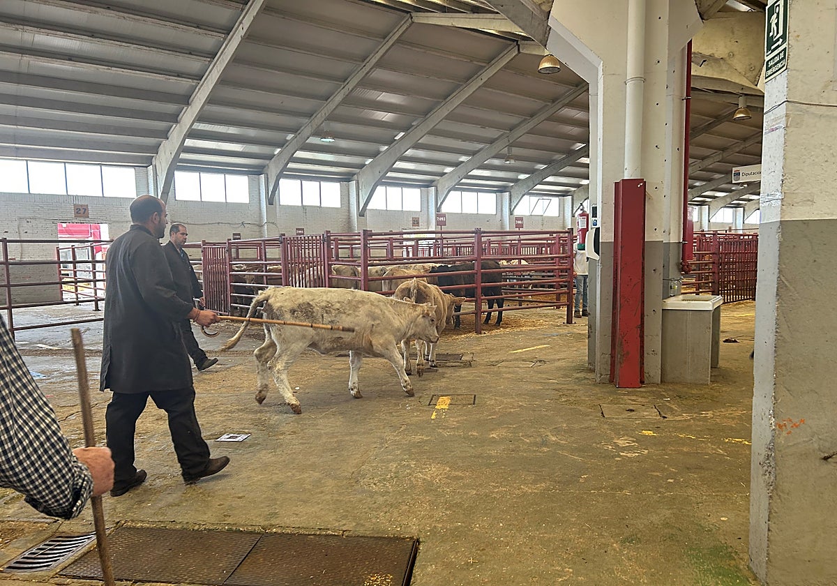 Dos tratantes cambian terneros de corral.