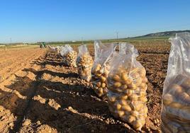 Patatas recién cosechadas preparadas para su recogida.