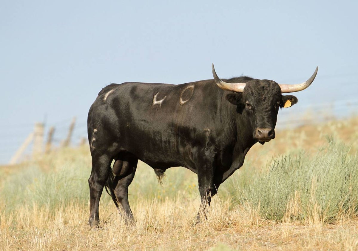 VI toro del cajón de la Asociación Cultural Taurina Povedana criado en la 'Morquera' de José Carlos González 'Cañero'