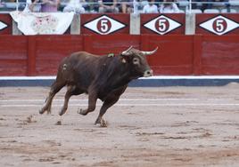 Una imagen de un novillo en la Feria de septiembre de 2022.