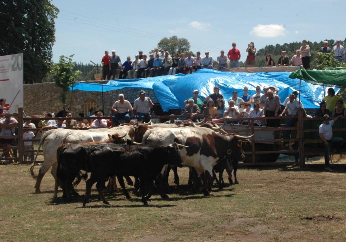 Los populares festejos taurinos de Navasfrías recuperan el antiguo recorrido.