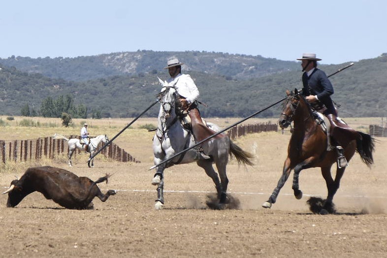 El Nacional de Faenas y Doma de Campo de Ciudad Rodrigo se marcha a Castilla La Mancha