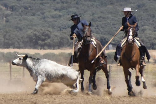 El Nacional de Faenas y Doma de Campo de Ciudad Rodrigo se marcha a Castilla La Mancha