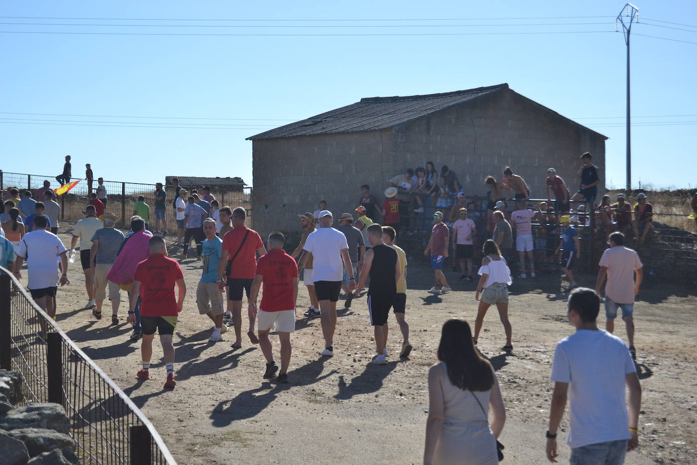 Emocionante encierro y capea en las fiestas de Saelices