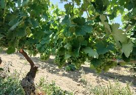 Uvas en espaldera en una finca de San Esteban de la Sierra.