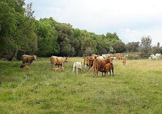 Dehesa Grande potencia el empleo en la zona oeste de Salamanca