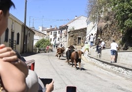 Los cuatro novillos de Espioja en cabeza durante el segundo encierro de las fiestas de San Lorenzo de Saucelle