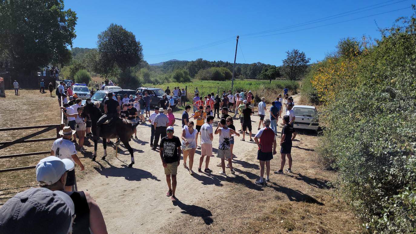 Caótico y largo encierro con caballos en Navasfrías