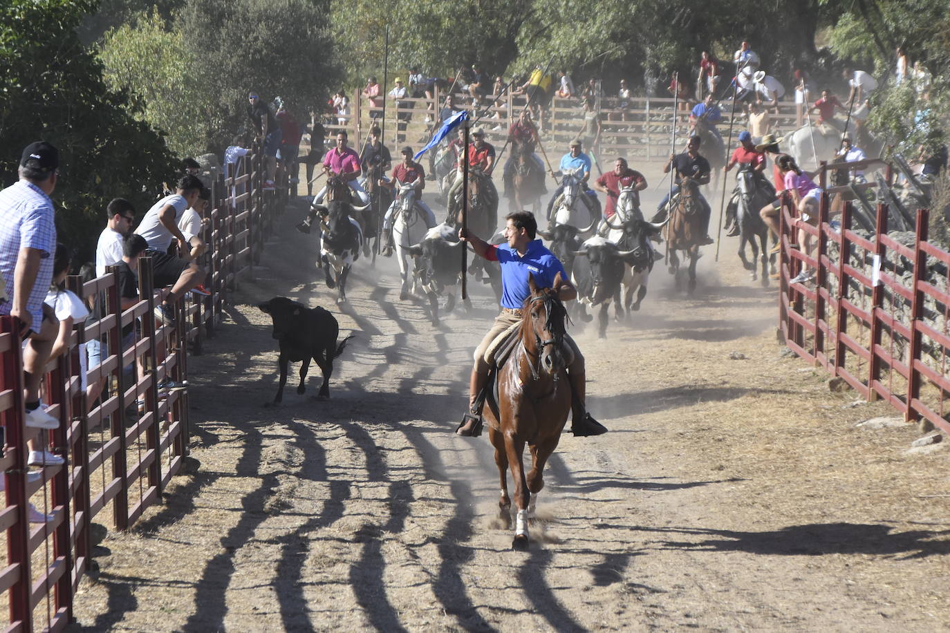 Vaquillas y caballos al galope bajo el sol de La Raya