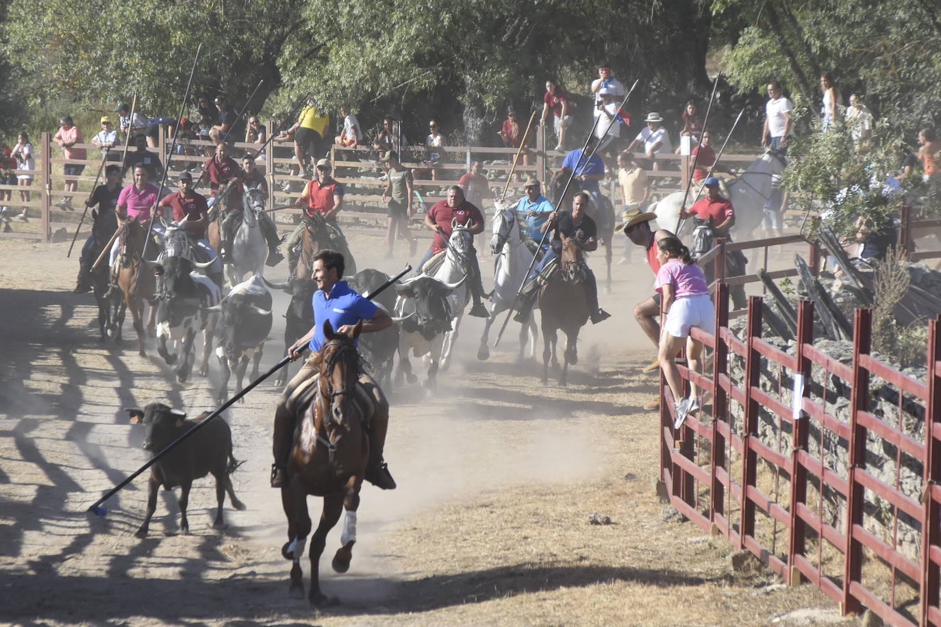 Vaquillas y caballos al galope bajo el sol de La Raya