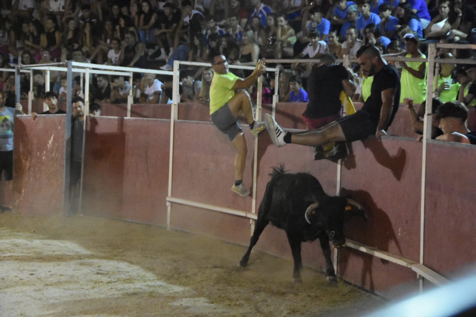Carbajora llena su plaza de toros en la primera cita nocturna con las vaquillas