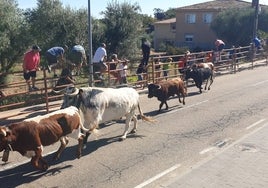 Mansos y novillos en el encierro tradicional urbano de Villarino de los Aires