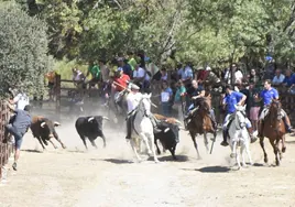Veloz carrera de los cuatro novillos tras los caballos en el encierro de Fuentes de Oñoro