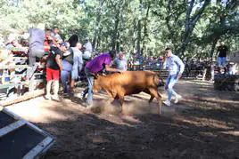 Imagen de una de las vaquillas en plena acción