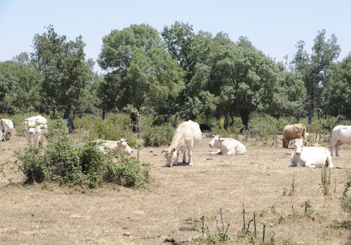 Vacas en el campo.