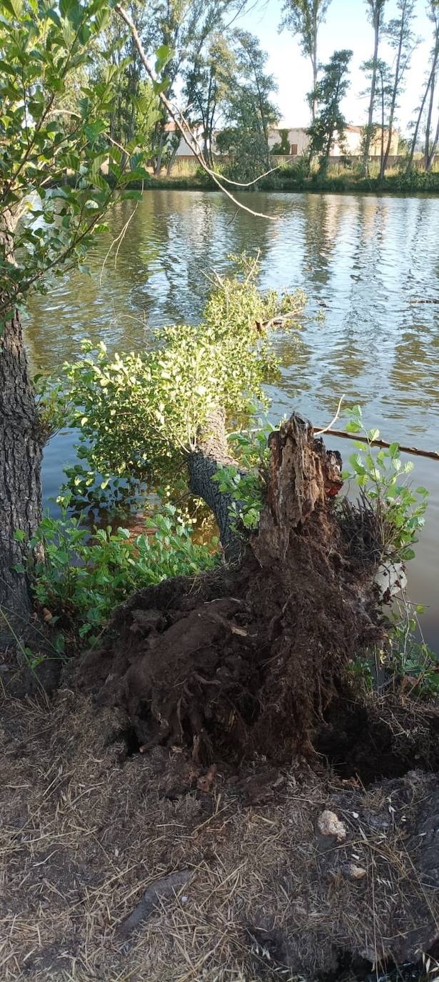 Susto por la caída de un chopo cerca de los bañistas en Ciudad Rodrigo