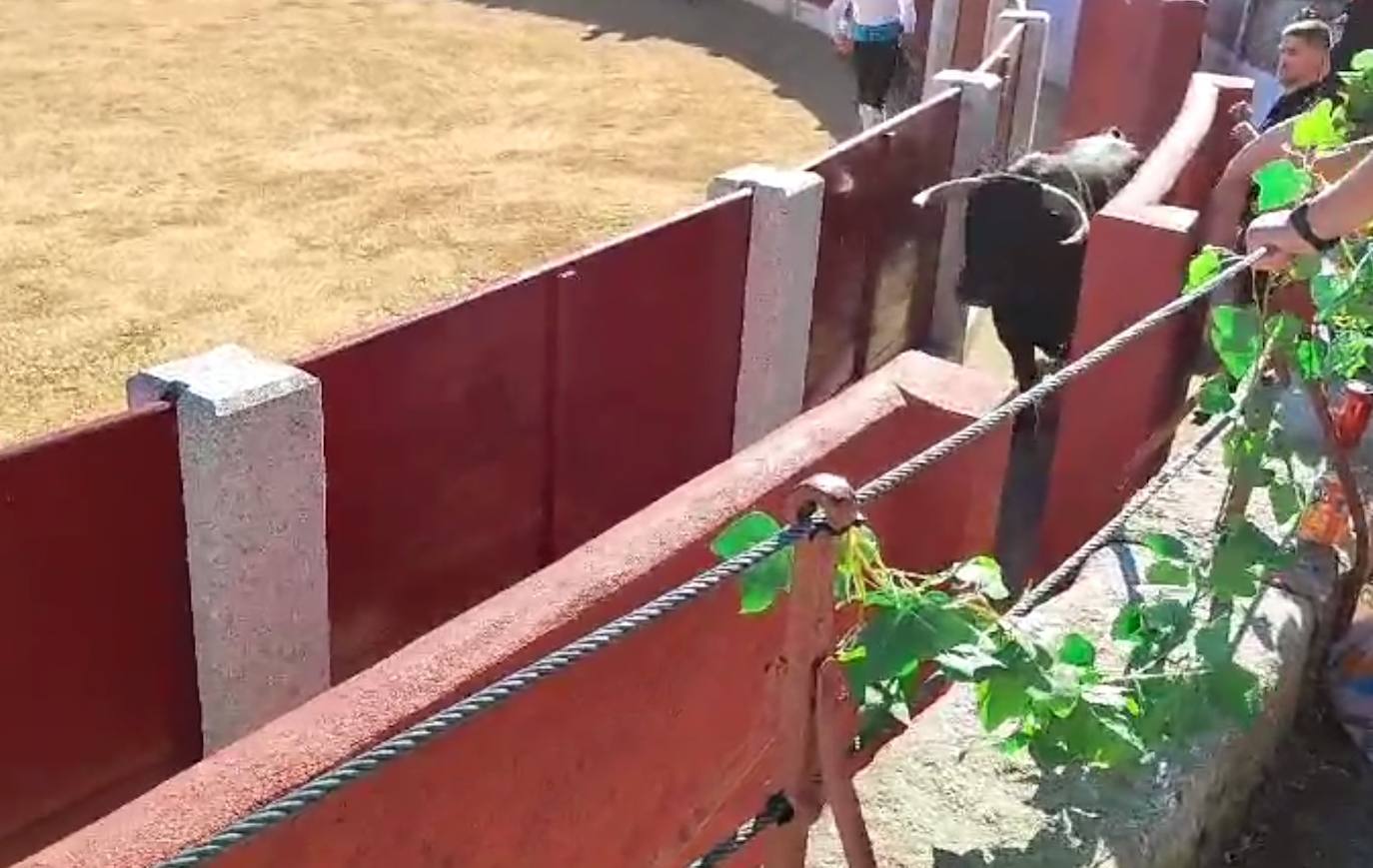 Susto en Guijuelo: un toro salta al callejón en pleno concurso de recortes