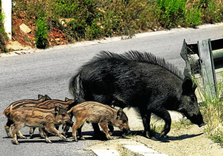 Cifras récord de accidentes de tráfico provocados por la fauna salvaje