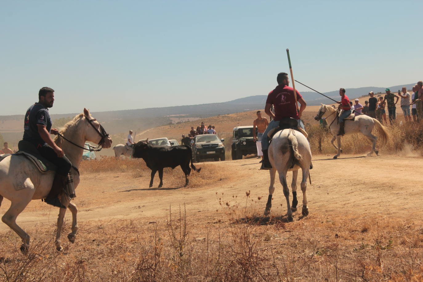 Los novillos se rebelan en Villar de la Yegua