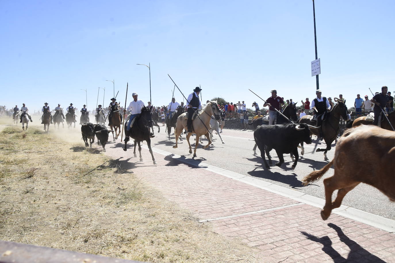 Reses bajo control en Fuenteguinaldo
