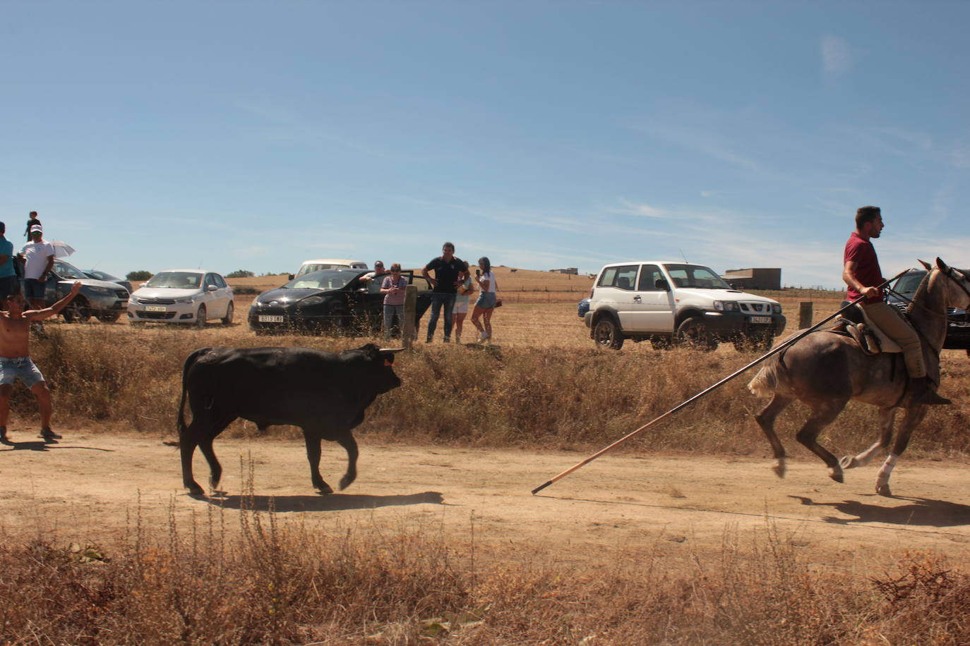 Los novillos se rebelan en Villar de la Yegua