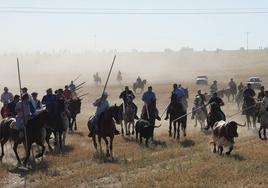 Encierro por el campo en Macotera