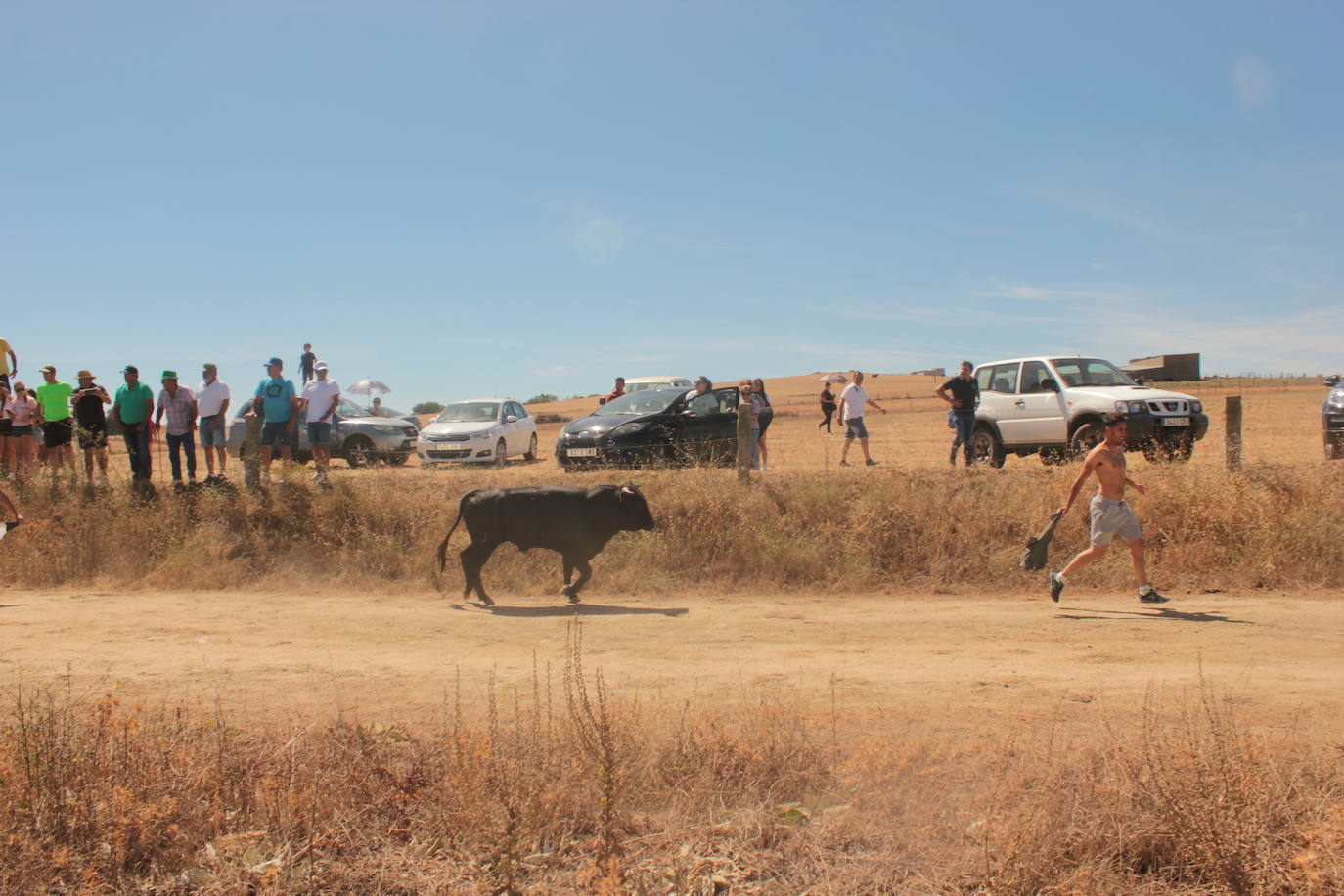 Los novillos se rebelan en Villar de la Yegua