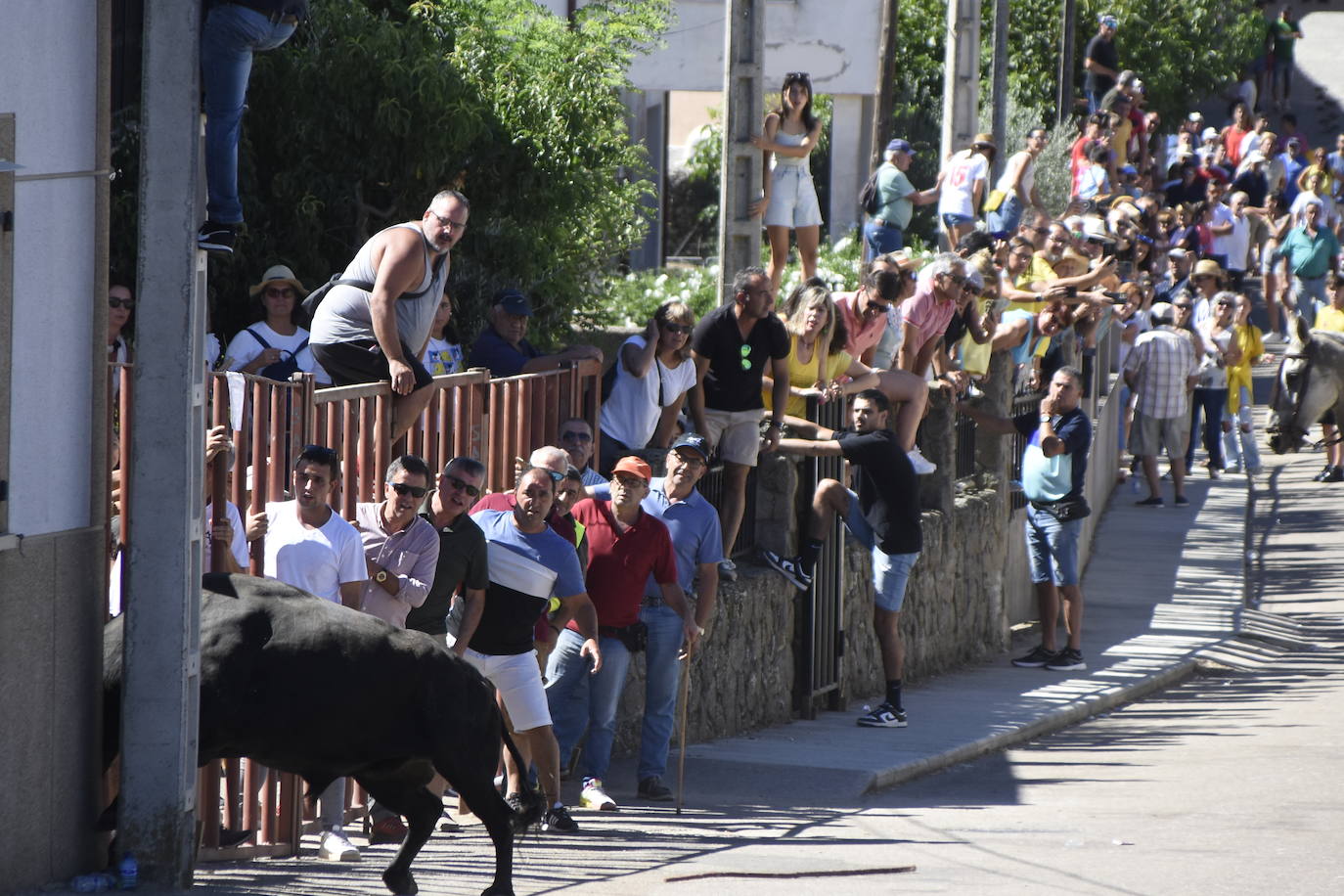 Herido un caballo en un deslavazado y largo tercer encierro guinaldés