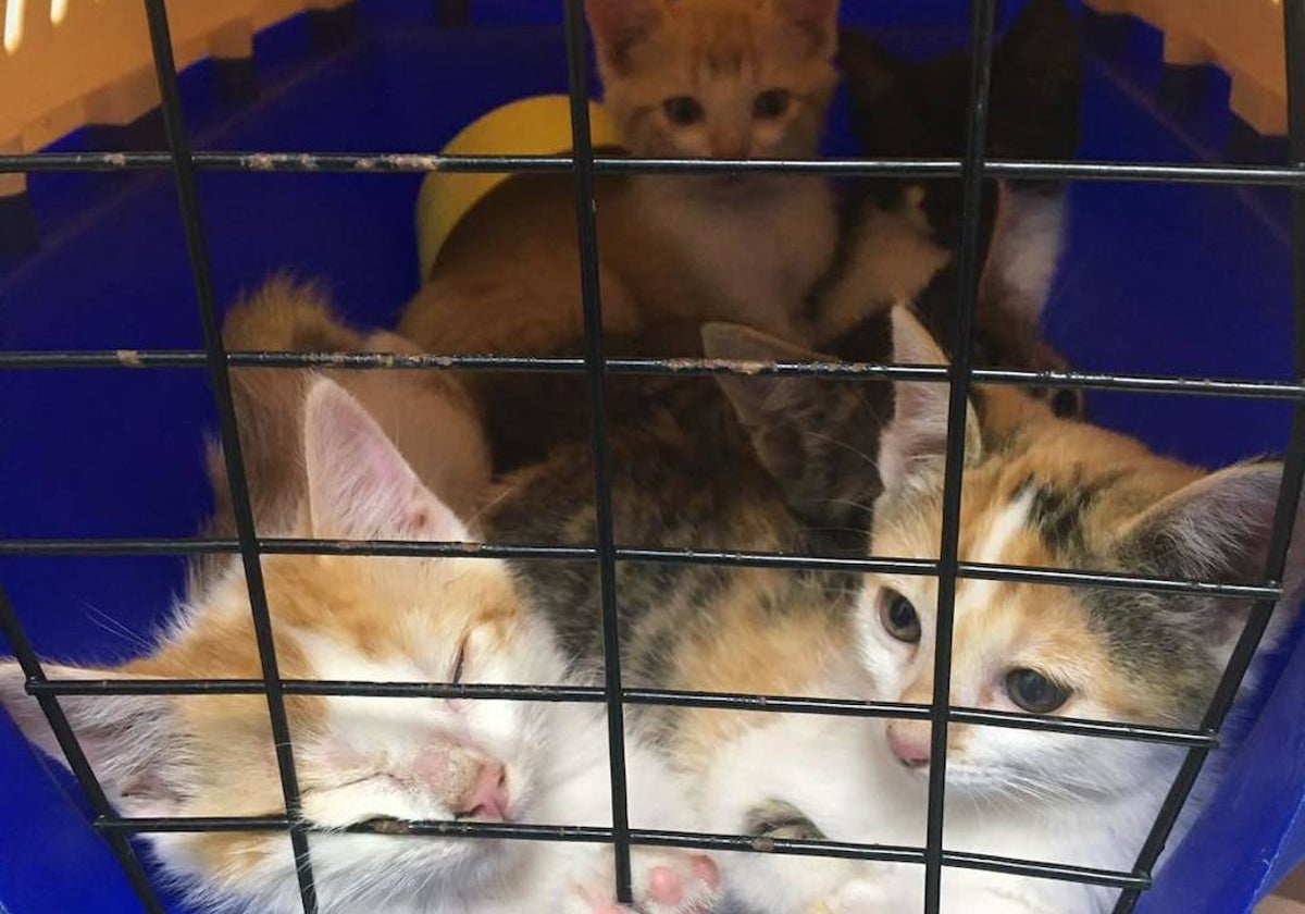 Animales preparados para la adopción en el centro municipal