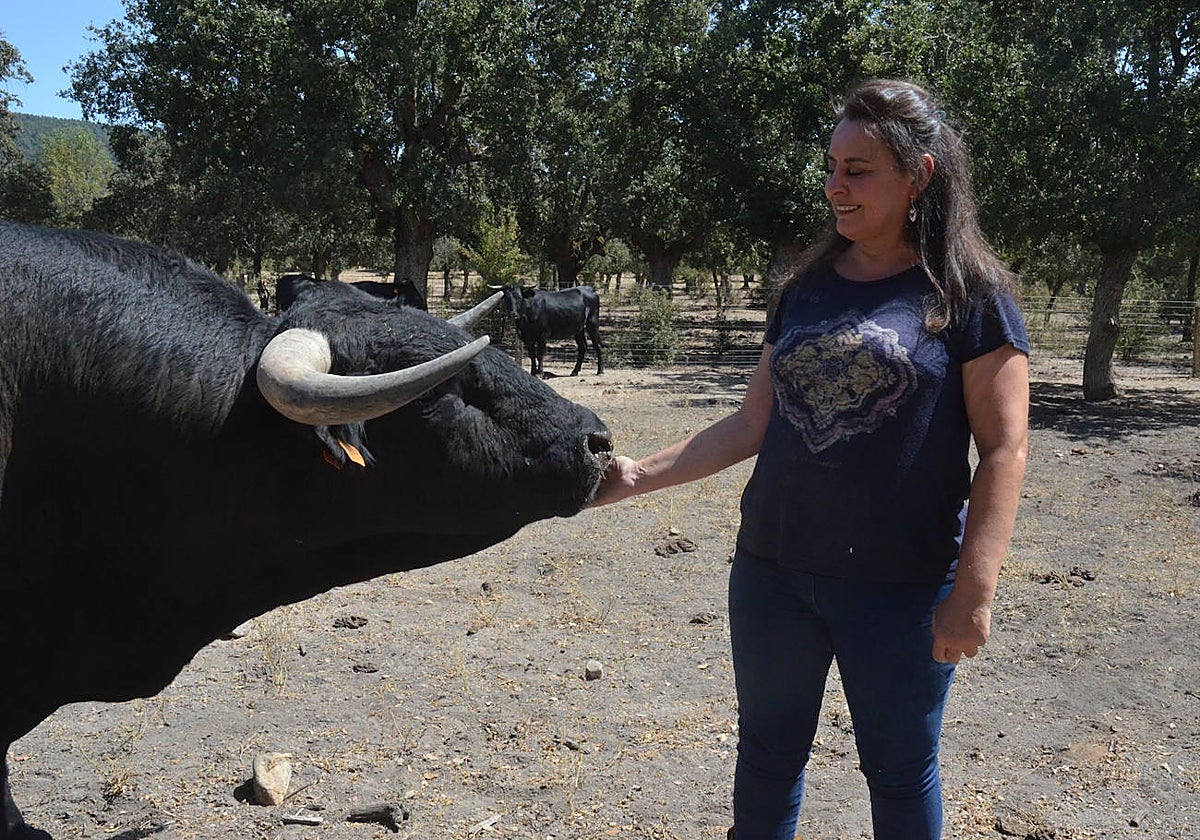 Wetón, el toro que Ana García prepara la feria Salamaq que comienza en Salamanca el próximo día 1.