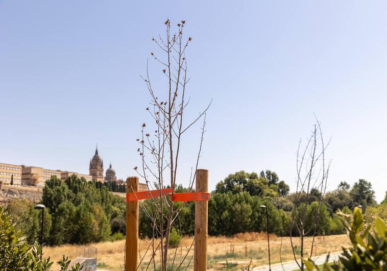 El PSOE denuncia la dejadez del PP con los árboles del parque de Nebrija