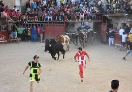 Rápida entrada en la plaza de Aldeadávila de la Ribera del primer encierro del ciclo de San Bartolo