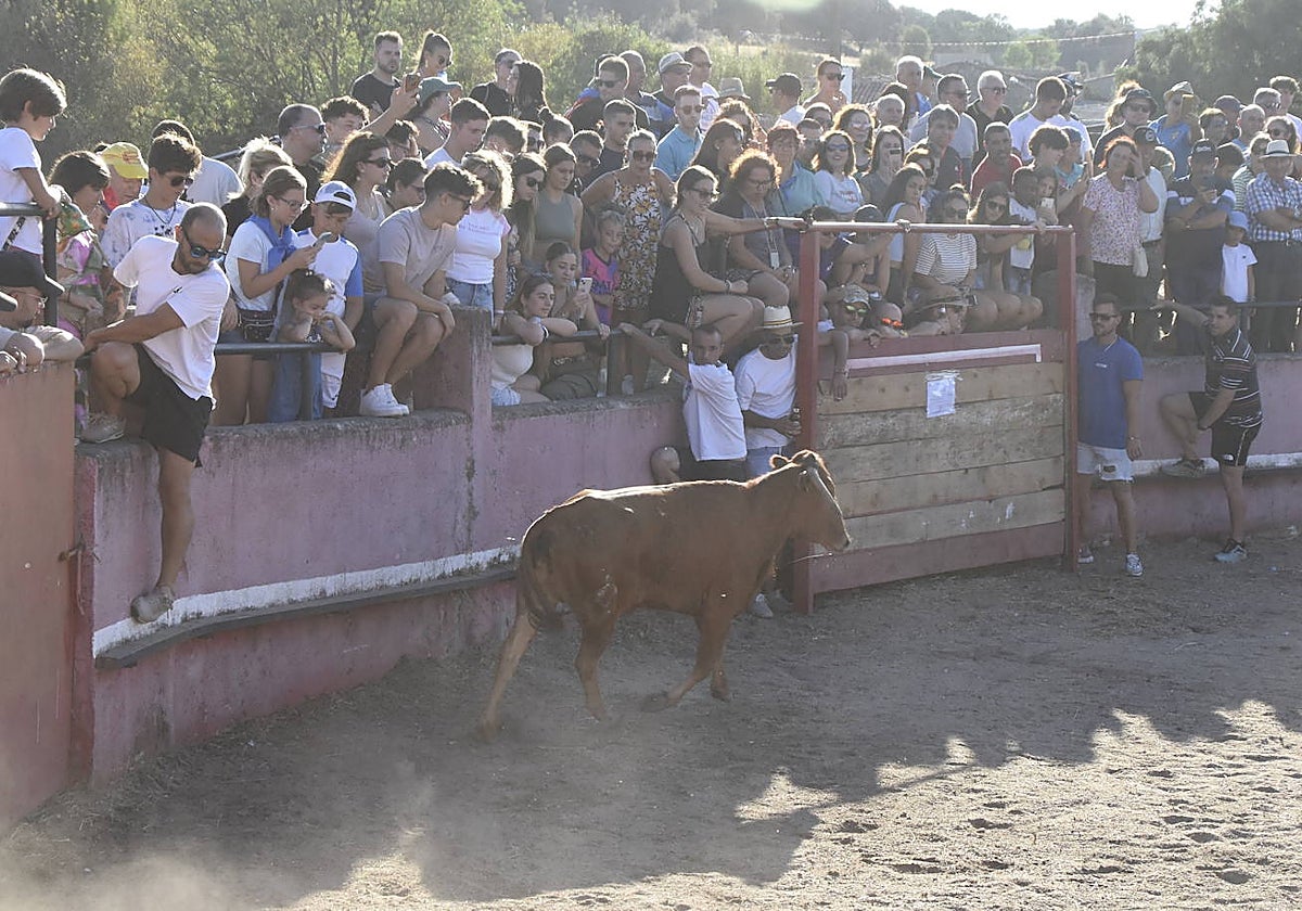 Vaquillas en fiestas.