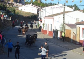 Llegada del encierro al trazado urbano