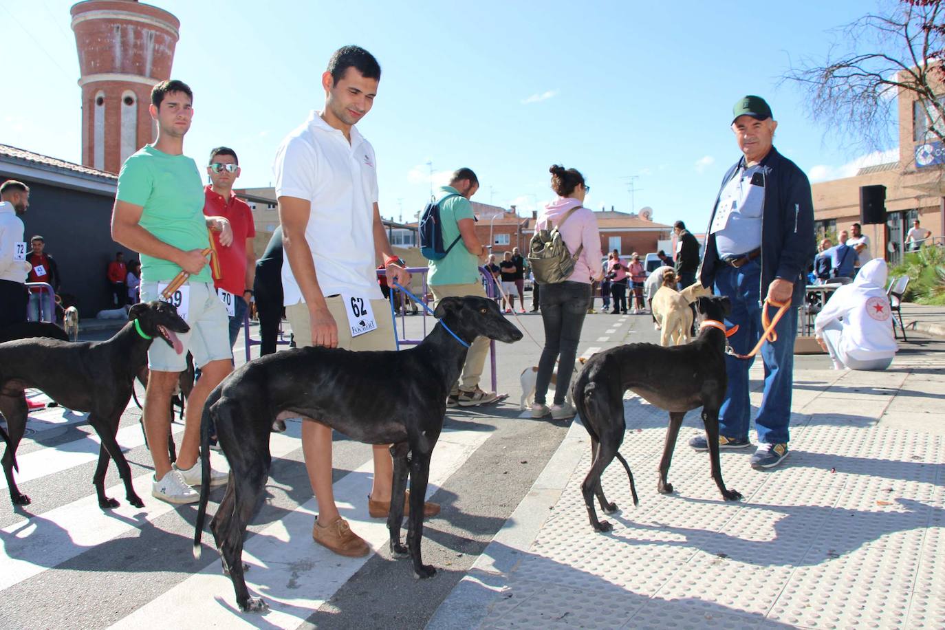 El galgo español más perfecto se cita en Peñaranda