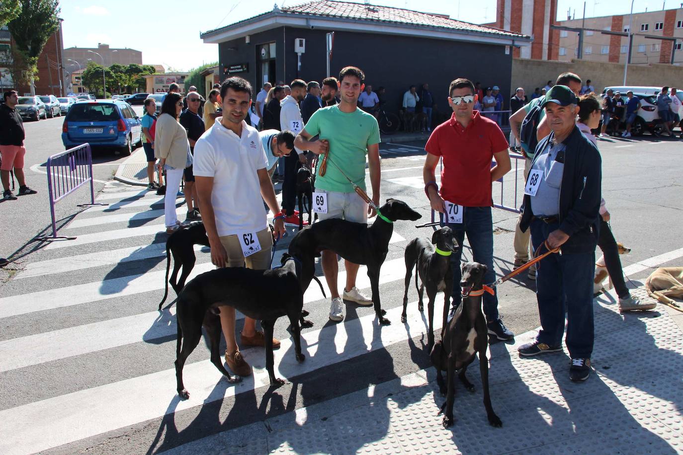 El galgo español más perfecto se cita en Peñaranda