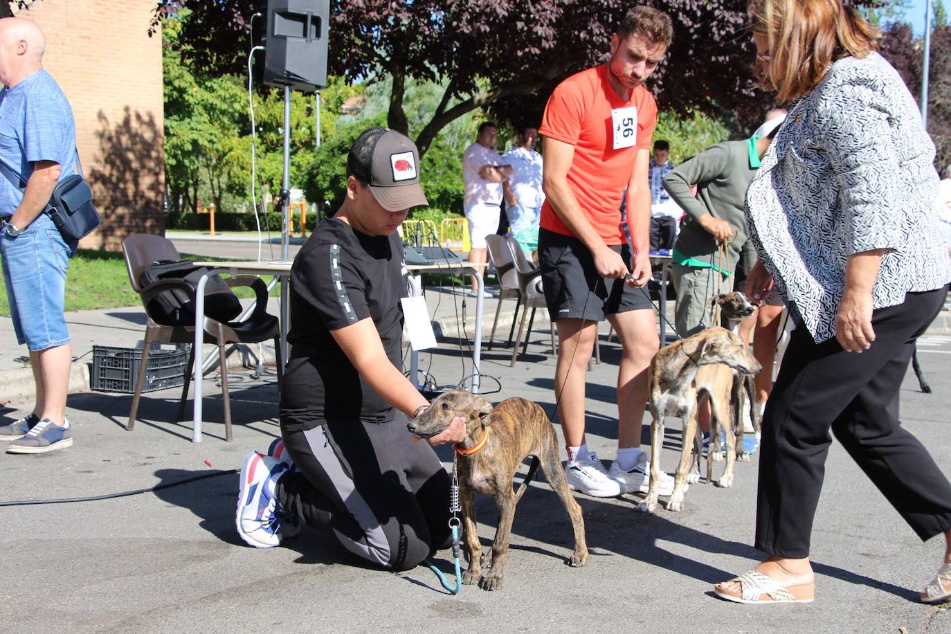 El galgo español más perfecto se cita en Peñaranda