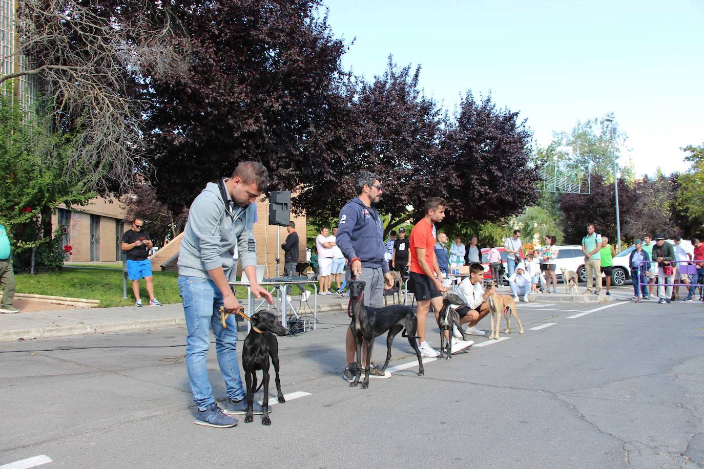 El galgo español más perfecto se cita en Peñaranda